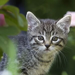 Cat - kitten portrait - outdoors - Lower Saxony - Germany