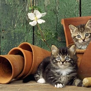 Cat - two kittens in flowerpot