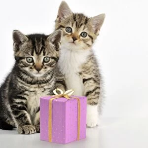 CAT - Kittens sitting together with present Manipulation: present (JD)
