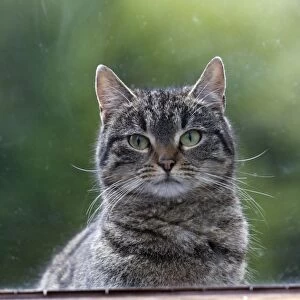 Cat - looking through house window from outside - Lower Saxony - Germany