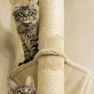 Cat- Maine coons on scratching post