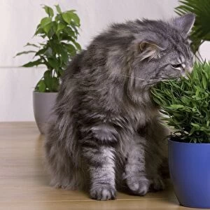 Cat - Norwegian Forest Silver Tabby Mackerel & White - eating houseplant