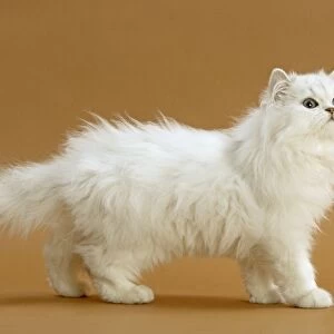 Cat - Persian Chinchilla