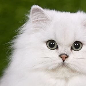 Cat - Persian Chinchilla - Kitten