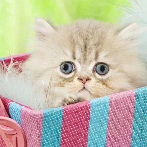 Cat - Persian kitten in basket