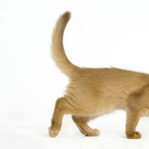 Cat - Red Somali / long-haired Abyssinian kitten in studio