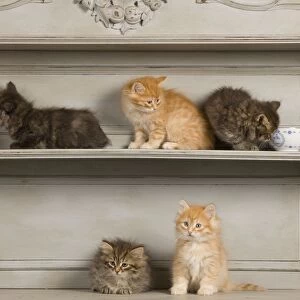 Cat - Siberian Kittens - on shelf