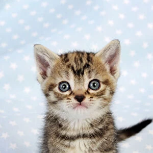 Cat. Tabby Kitten (6 weeks old) on star background