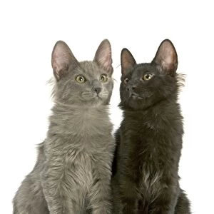 Cat - Turkish Angora Kittens in studio