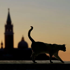 Cat - walking on ledge - Venice - Italy