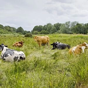 Cattle - grazing - Market Weston fen nature reserve, Suffolk UK