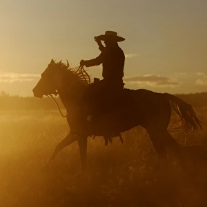 Cattleman riding Quarter / Paint Horse - at sunset. Ponderosa Ranch - Seneca - Oregon - USA