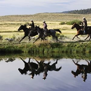 Cattlemen riding Quarter / Paint Horse. Ponderosa Ranch - Seneca - Oregon - USA