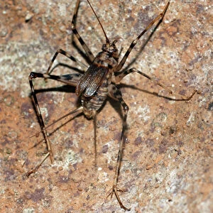 Cave Cricket - Africa, underground caves and tunnels, spread to other places too