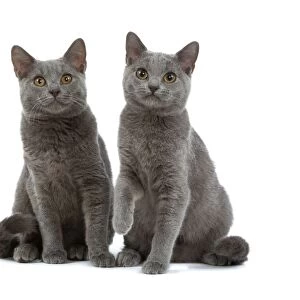 Chartreux Cats - two sitting