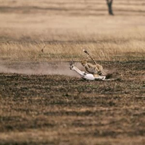 Cheetah Chasing Thomson's Gazelle prey. 2 in series of 4