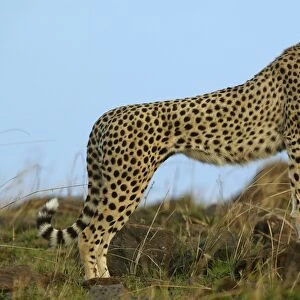 Cheetah LA 619 Transmara, Maasai Mara, Kenya Acinonyx jubatus © J. M. Labat / ardea. com