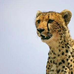 Cheetah - Masai Mara National Reserve - Kenya JFL03407