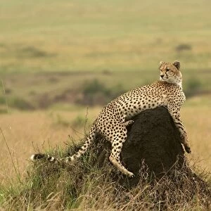 Cheetah - resting on mound. Maasai Mara - Kenya - Africa