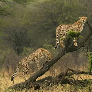 Cheetah - two in tree. Maasai Mara - Kenya - Africa