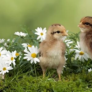 CHICK - Chicks in flowers