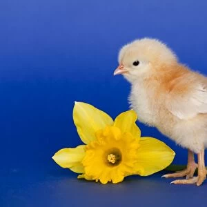 Chick with daffodil - UK