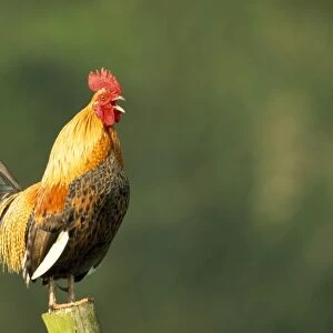 Chicken - Cockerel crowing