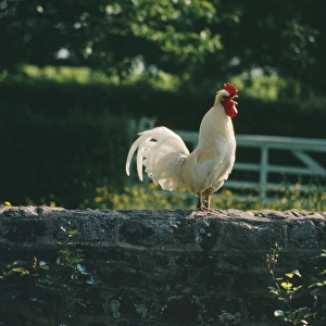 Chicken JB 1684 Cock crowing © J. B & S. Bottomley / ARDEA LONDON