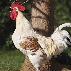 Chicken - rooster crowing