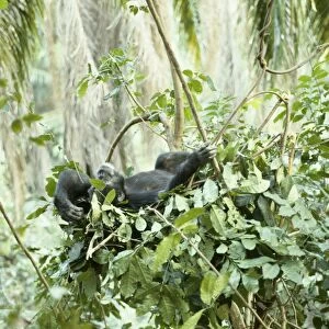 Chimpanzee - "Goblin" a 29 year old alpha male in night nest. Gombe, Tanzania, Africa