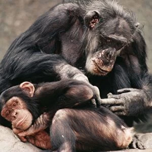 Chimpanzee KEL 1078 Grooming. Forests, broken savannas of Senegal, Guinea & Cameroon. Pan troglodytes © Ken Lucas / ARDEA LONDON