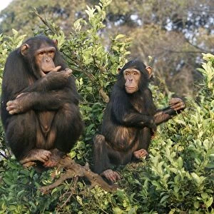 Chimpanzee - two in tree. Chimfunshi Chimp Reserve - Zambia - Africa