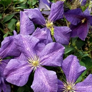 Clematis jackmanii have Clematis viticella parentage - a strong growing variety which flowers from summer to late Autumn. Kent garden in August. UK