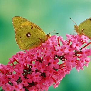 Clouded Yellow Butterfly - x2 on pink Buddleia flower