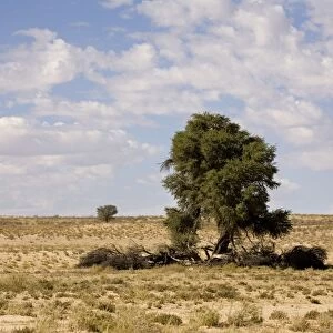 Clouds over typical Kalahari Scenery - Kalahari Desert - Kgalagadi National Park - South Africa