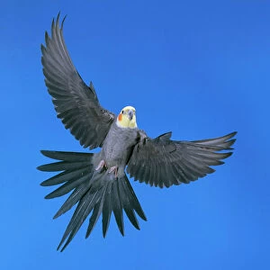 Cockatiel - in flight