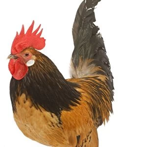 Cockerel - breed - Bassette liegeoise - in studio