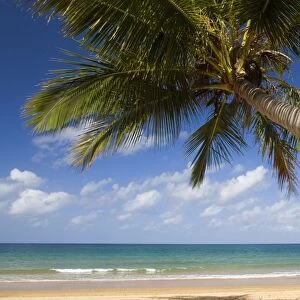 Coconut palm - a single coconut palm grows on a white dream beach in tropical Queensland - Bingil Bay near Mission Beach, Queensland, Australia