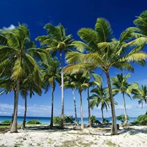 Coconut palms on beach Taunga Island, Vava'u Group, Kingdom of Tonga JLR05925