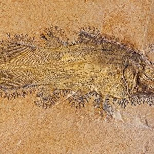 Coelacanth Fossil - Solnhofen Germany - Undescribed species - Upper Jurassic - Coelacanths thought to be extinct since Cretaceous period until Latimeria Chalumnae found in 1938 off coast of South Africa