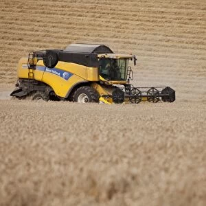 Combine Harvester cutting wheat - September - Staffordshire - England