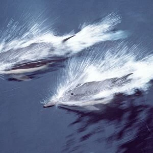 COMMON DOLPHIN - two