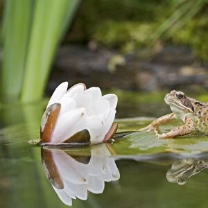 Common frog – on lily pad with reflection Bedfordshire UK 004709
