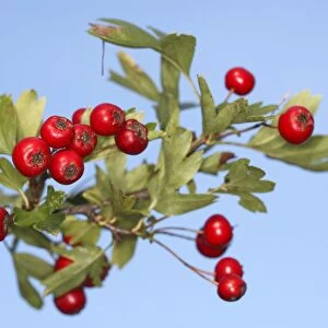 Common Hawthorn - with fruit. Alsace - France