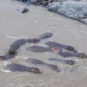 Common Hippopotamus - in Mara River - Maasai Mara Reserve - Kenya