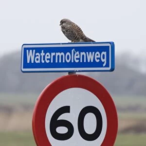 Common Kestrel up traffic sign - Texel - island - Netherlands