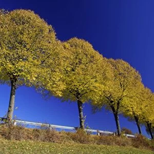 Common Lime Trees - On roadside, in autumn colour Lower Saxony, Germany