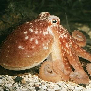 Common Octopus PM 8799 UK Octopus vulgaris © Pat Morris / ardea. com