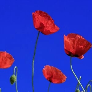 Common Poppy-flowering against a blue sky, Lower Saxony, Germany