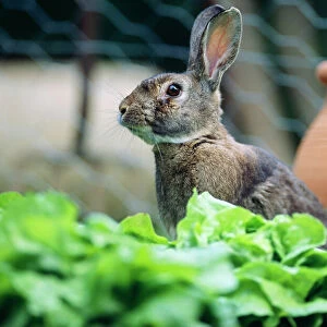 Common Rabbit - in vegetable garden